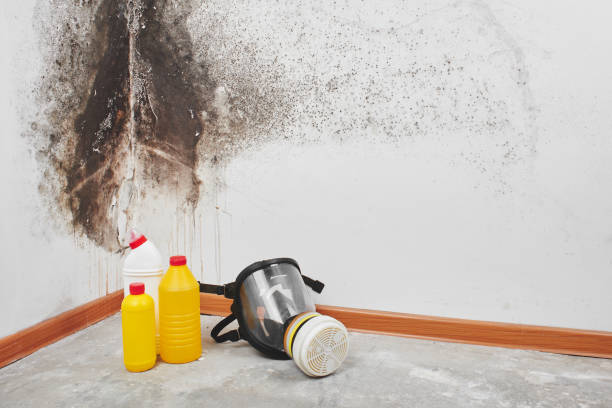 Best White Mold Remediation in Carleton, MI