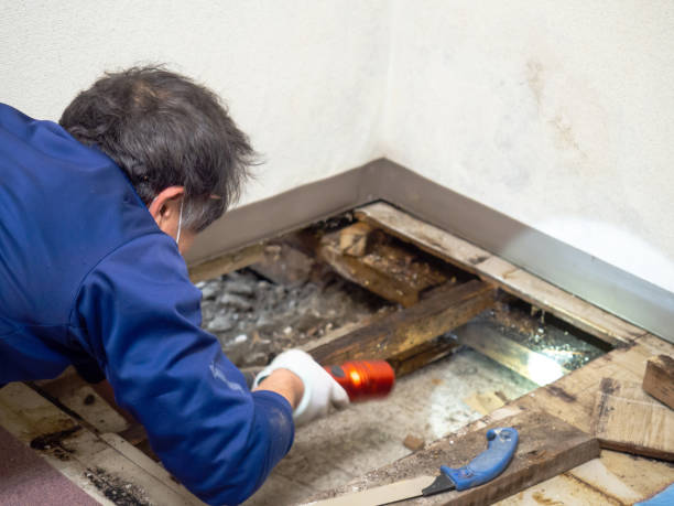 Best Residential Mold Remediation in Carleton, MI