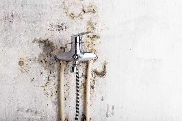 Best Emergency Mold Remediation in Carleton, MI