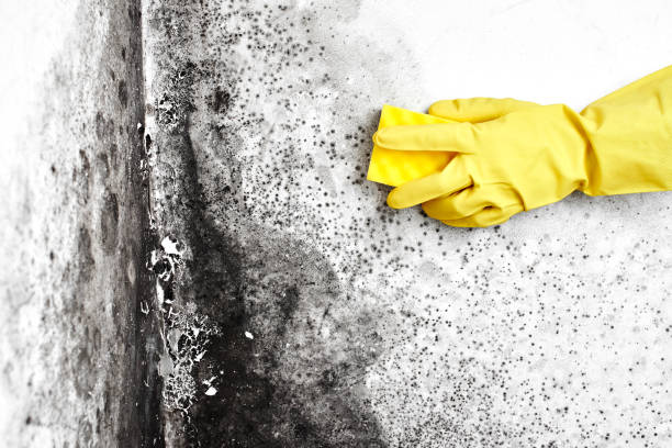 Best Kitchen Mold Remediation in Carleton, MI