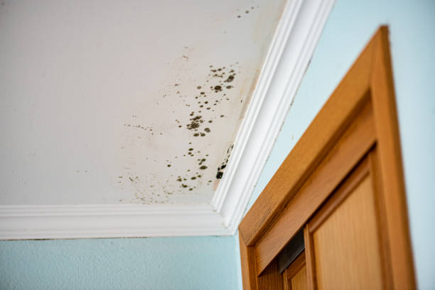 Best HVAC Mold Remediation in Carleton, MI