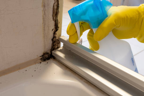 Best Residential Mold Remediation in Carleton, MI