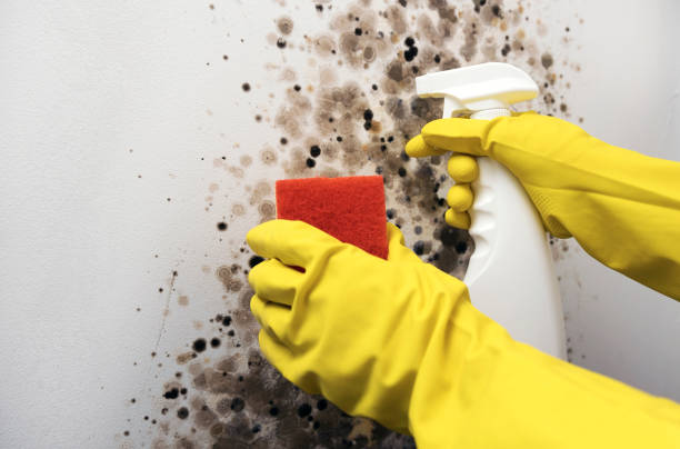 Best Black Mold Remediation in Carleton, MI