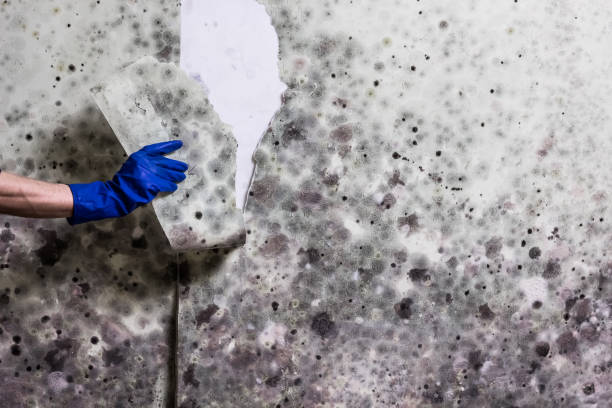 Best Post-Flood Mold Remediation in Carleton, MI