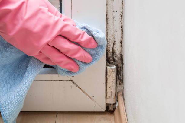 Best Mold Remediation for Specific Building Types in Carleton, MI