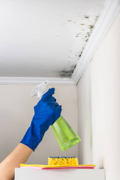 Best Localized Mold Remediation (e.g., coastal areas, humid climates) in Carleton, MI